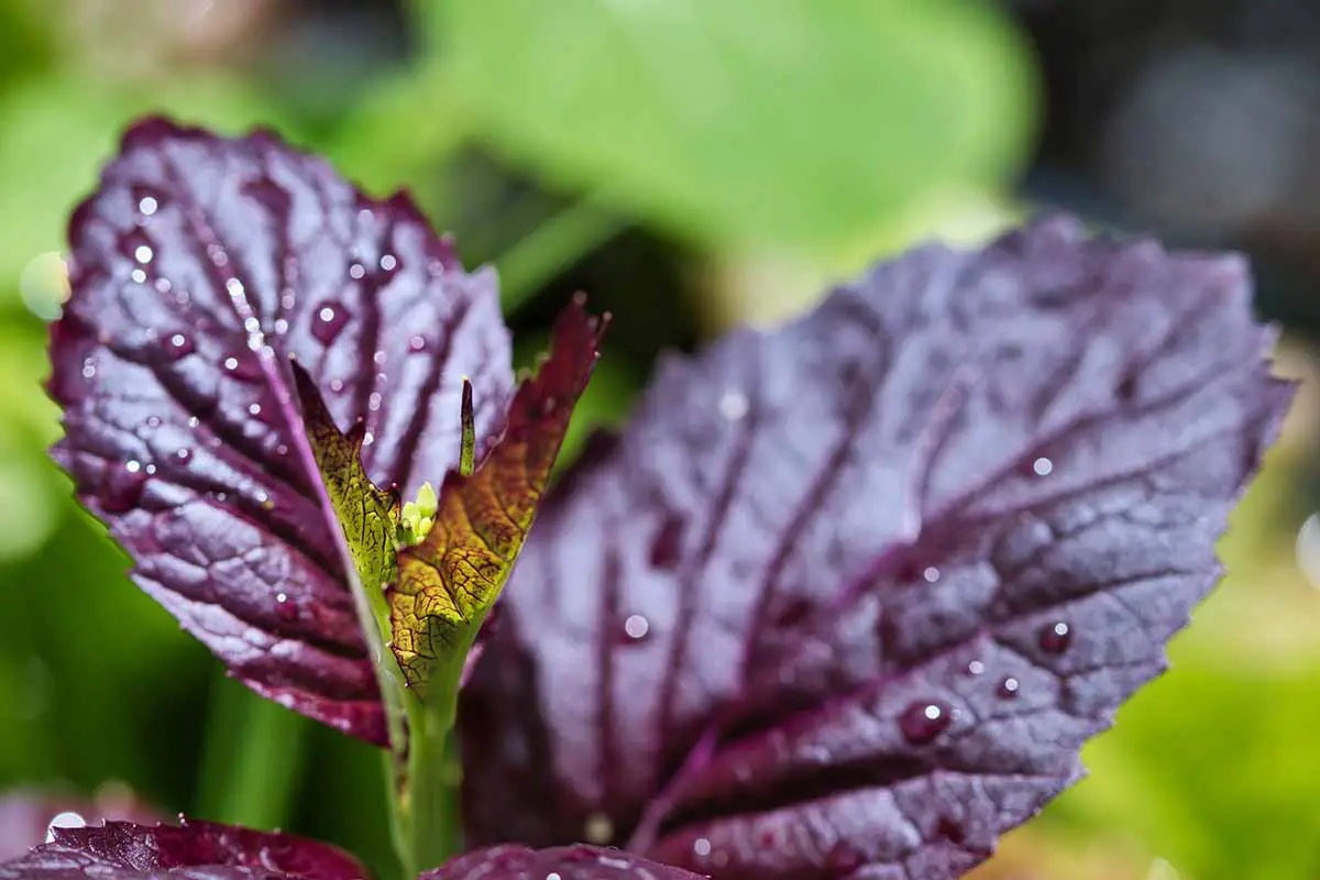 Una imagen horizontal de primer plano de verdes de mostaza de color púrpura oscuro que crecen en el jardín fotografiado en un fondo de enfoque suave.