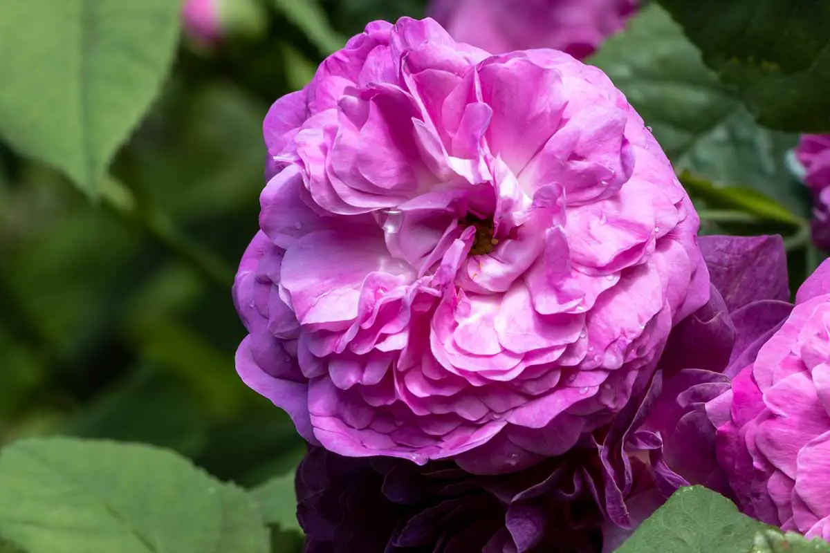Una imagen horizontal de cerca de Rosa 'Hippolyte' creciendo en el jardín en la foto sobre un fondo de enfoque suave.