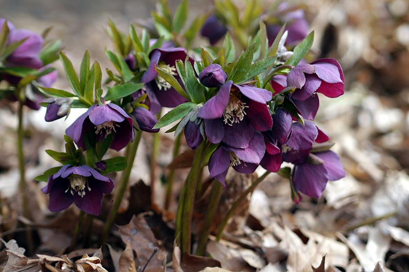 Una imagen horizontal de primer plano de flores de eléboro de color púrpura oscuro que crecen en el jardín representadas en un fondo de enfoque suave.