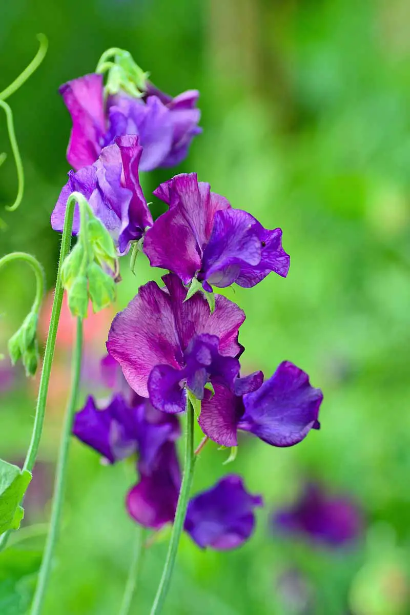 Primer plano de un conjunto de flores de guisantes de color púrpura oscuro con un fondo verde exuberante.