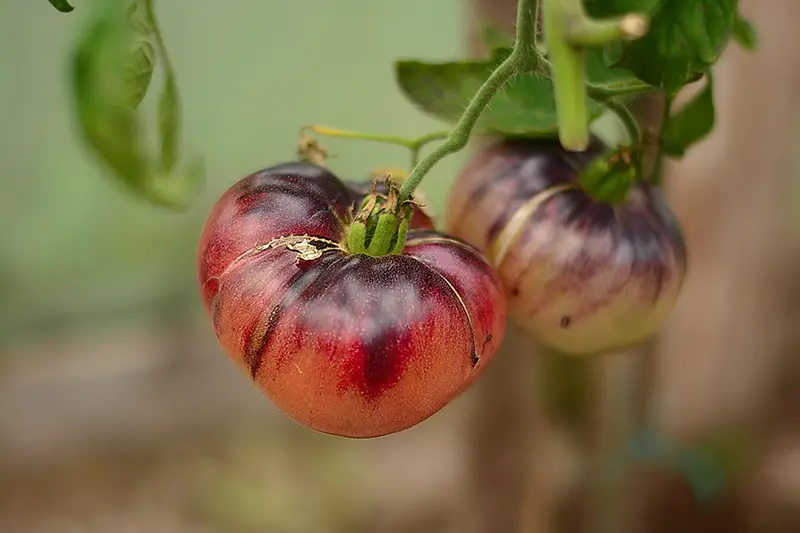 Un primer plano de la fruta madura de un tomate reliquia de color rojo oscuro, que crece en el jardín fotografiado sobre un fondo de enfoque suave.