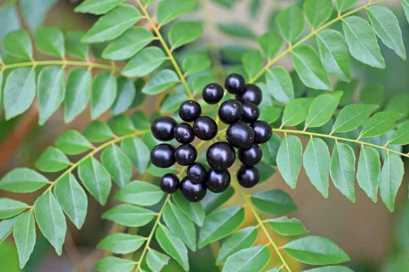Una imagen horizontal de primer plano del follaje y las bayas de color púrpura oscuro de un árbol de hoja de curry (Murraya koenigii) que crece en el interior.