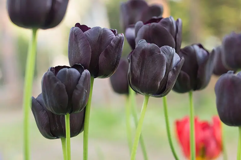 Una imagen horizontal de primer plano de tulipanes Triumph de color morado oscuro, casi negros, que crecen en el jardín, representados en un fondo de enfoque suave.