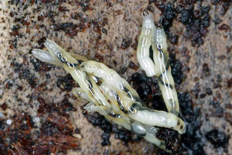 Una imagen horizontal de primer plano de las larvas bicolores blancas y negras del mosquito del hongo de alas oscuras en la superficie del suelo.