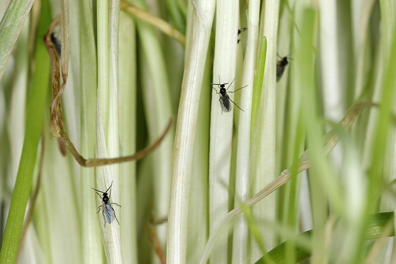 Una imagen horizontal de primer plano de los insectos Sciaridae que infestan una planta de interior.