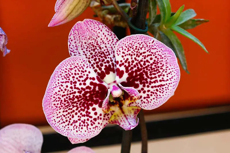 Una imagen horizontal de primer plano de una flor de orquídea manchada de rosa, blanco y rojo en un fondo rojo.