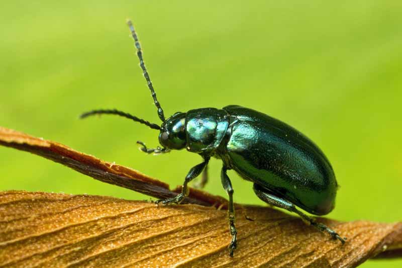Un escarabajo pulga verde oscuro.  Primer plano, imagen macro.