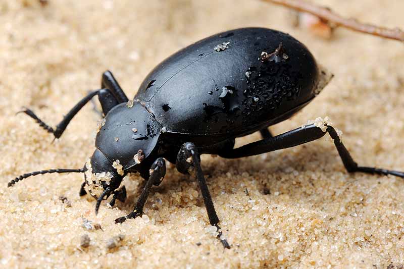 Una imagen horizontal de primer plano de un escarabajo errante, con un cuerpo negro en una superficie arenosa.