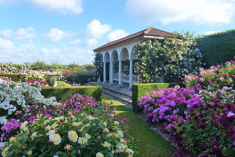 Una imagen horizontal de un jardín formal lleno de rosas de David Austin y setos prolijos con un pabellón sobre un fondo de cielo azul.