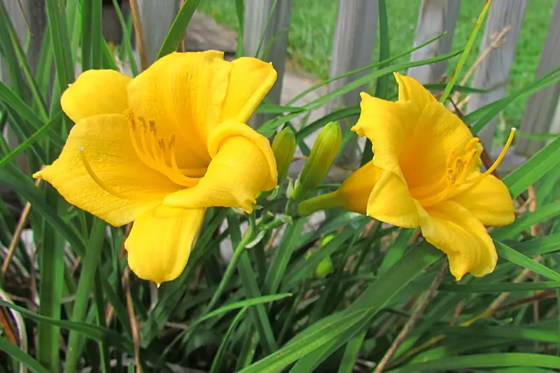 Un primer plano de dos flores de azucenas, que crecen en un borde junto a una plataforma de madera, con flores de color amarillo brillante que contrastan con el follaje verde y vertical.