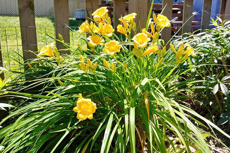 Un primer plano de un lirio diurno 'Stella d'Oro' que crece en el jardín con flores amarillas brillantes y una valla de madera con un enfoque suave en el fondo.