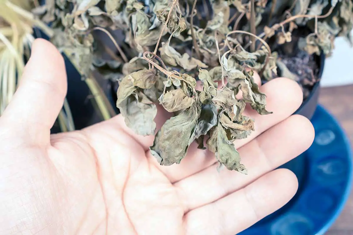 Una imagen horizontal de cerca de una mano que sostiene las hojas muertas de una planta de albahaca que crece en una maceta.