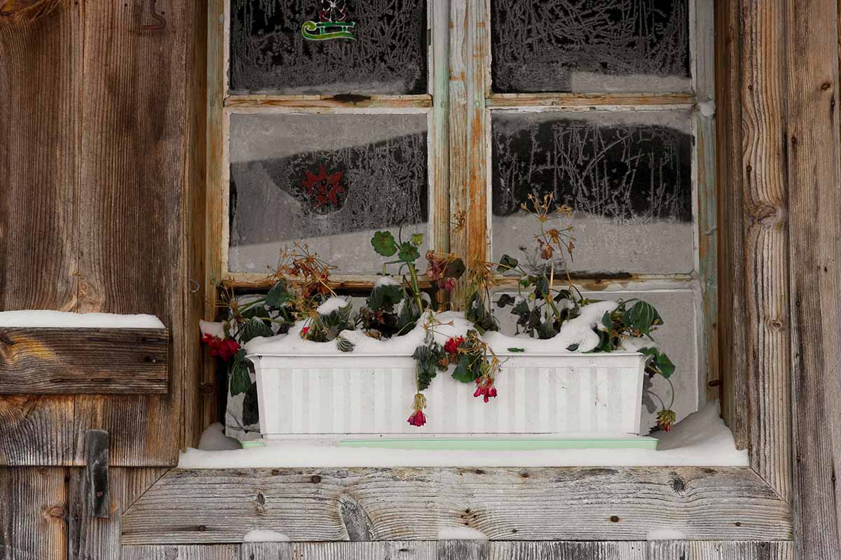 Una imagen horizontal de primer plano de una ventana con plantas muertas cubiertas por una capa de nieve.