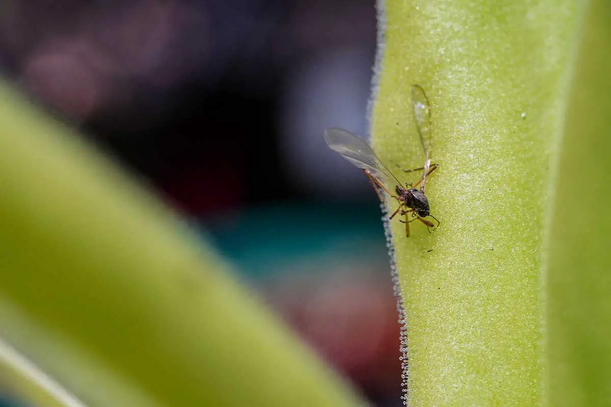 Una imagen horizontal de primer plano de un insecto muerto pegado a la hoja de una planta de butterwort representada en un fondo de enfoque suave.