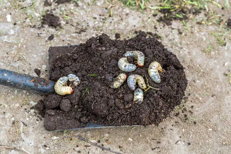 Una pala de tierra de jardín que muestra larvas de escarabajo muertas por nematodos.