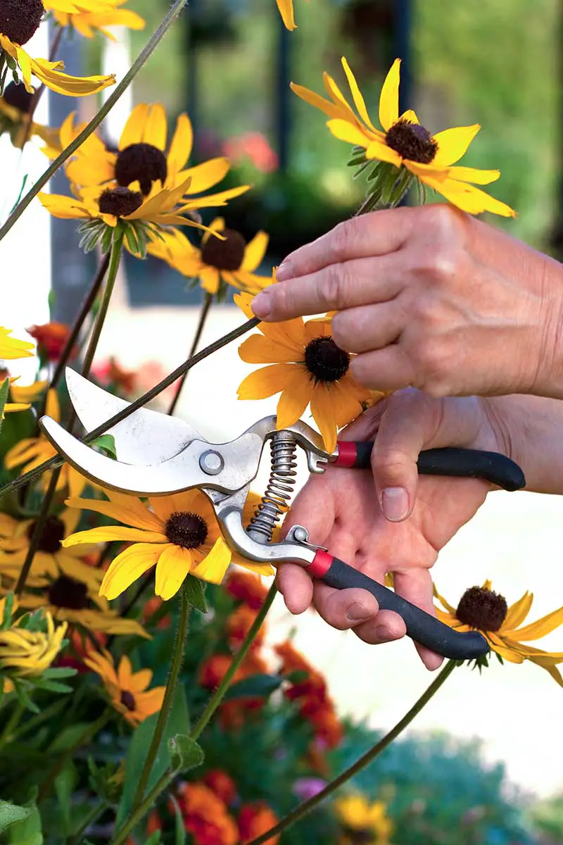 Una imagen vertical de cerca de dos manos desde la derecha del marco usando un par de tijeras de podar para cortar un tallo de flores.