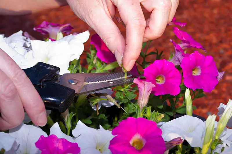 Una imagen horizontal de cerca de dos manos sosteniendo un par de tijeras que cortan las flores de petunia.