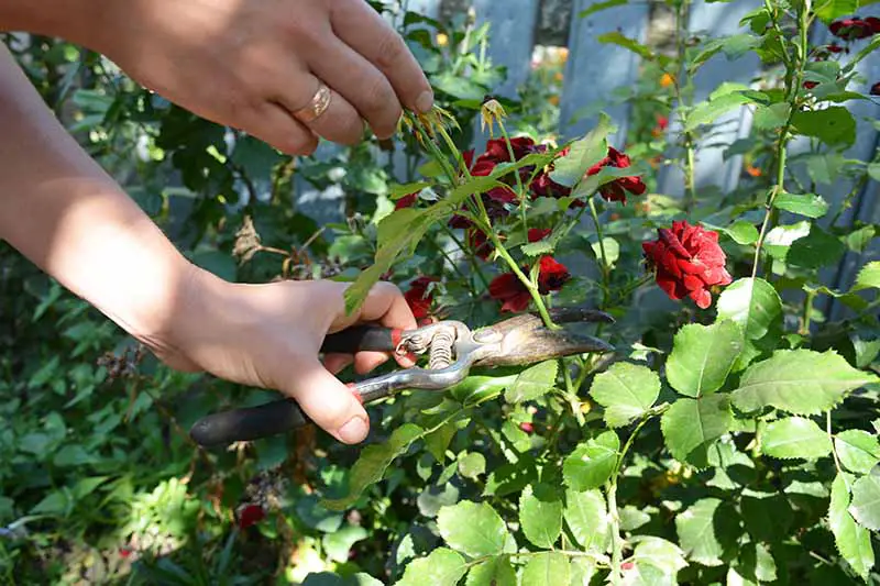 Una imagen horizontal de primer plano de un jardinero cortando una flor de rosa gastada.