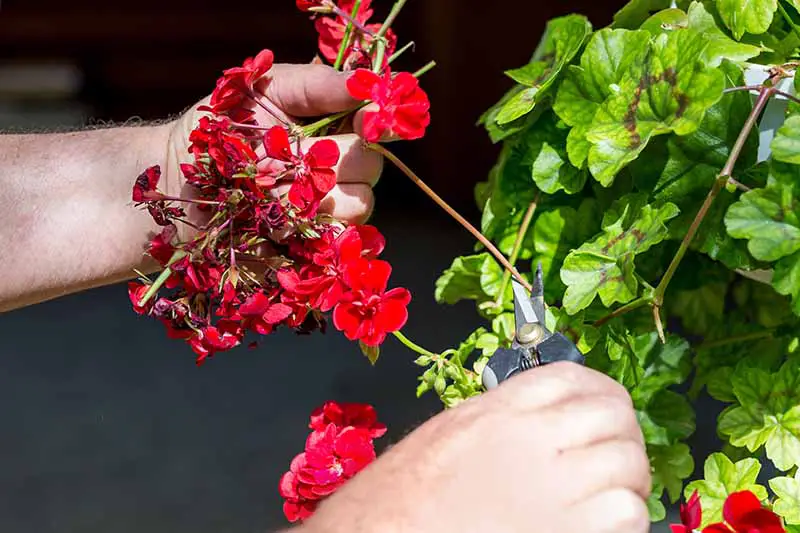 Una imagen horizontal de primer plano de las manos de un jardinero descabezando una flor de geranio gastada.