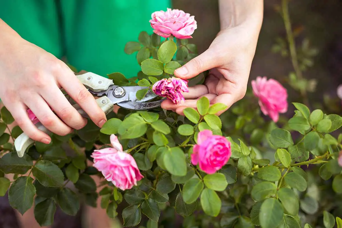 Una imagen horizontal de cerca de un jardinero con rosas rosadas con un par de tijeras de podar.