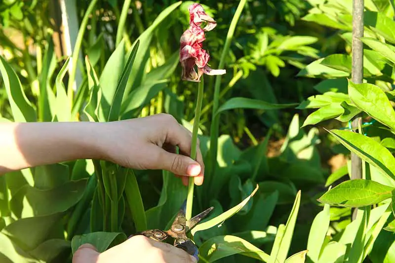 Una imagen horizontal de primer plano de dos manos desde la izquierda del marco cortando un tallo de flor de tulipán fotografiado bajo el sol brillante.