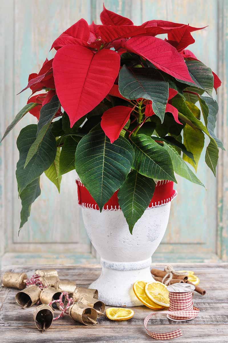 Una imagen vertical de cerca de una planta de Euphorbia pulcherrima que crece en una maceta de cerámica blanca con una cinta roja alrededor.  Ubicado sobre una superficie de madera, hay adornos navideños esparcidos por todas partes.