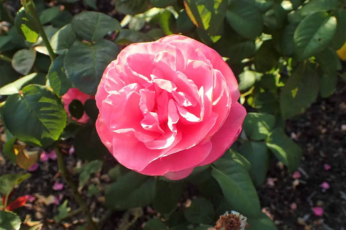 Una imagen horizontal de primer plano de una rosa 'Forget-Me-Not' que crece en el jardín representada en un fondo de enfoque suave.