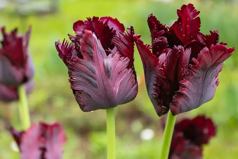 Una imagen horizontal de primer plano de tulipanes de color morado oscuro 'Black Parrot' que crecen en el jardín fotografiado sobre un fondo de enfoque suave.