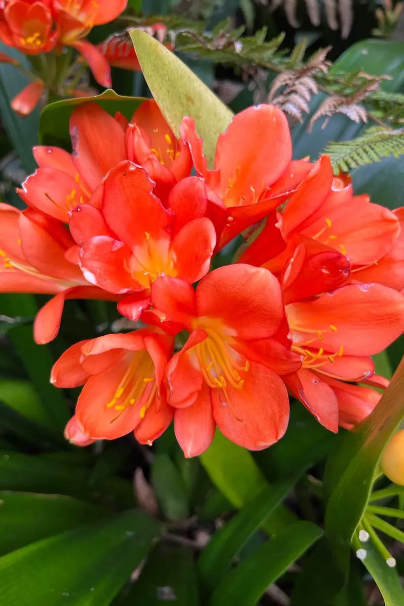 Una imagen vertical de cerca de una flor clivia de color rojo anaranjado profundo que crece en el jardín entre helechos y otras plantaciones.