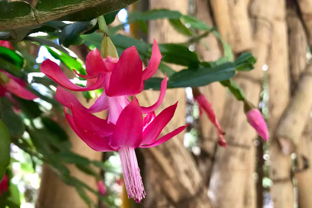 Una imagen horizontal de primer plano de flores de cactus de Navidad de color rosa brillante que crecen al aire libre en el jardín.