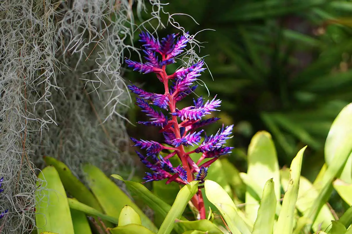 Una imagen horizontal de bromelias que crecen en el jardín entre musgo español con una flor roja y violeta brillante.