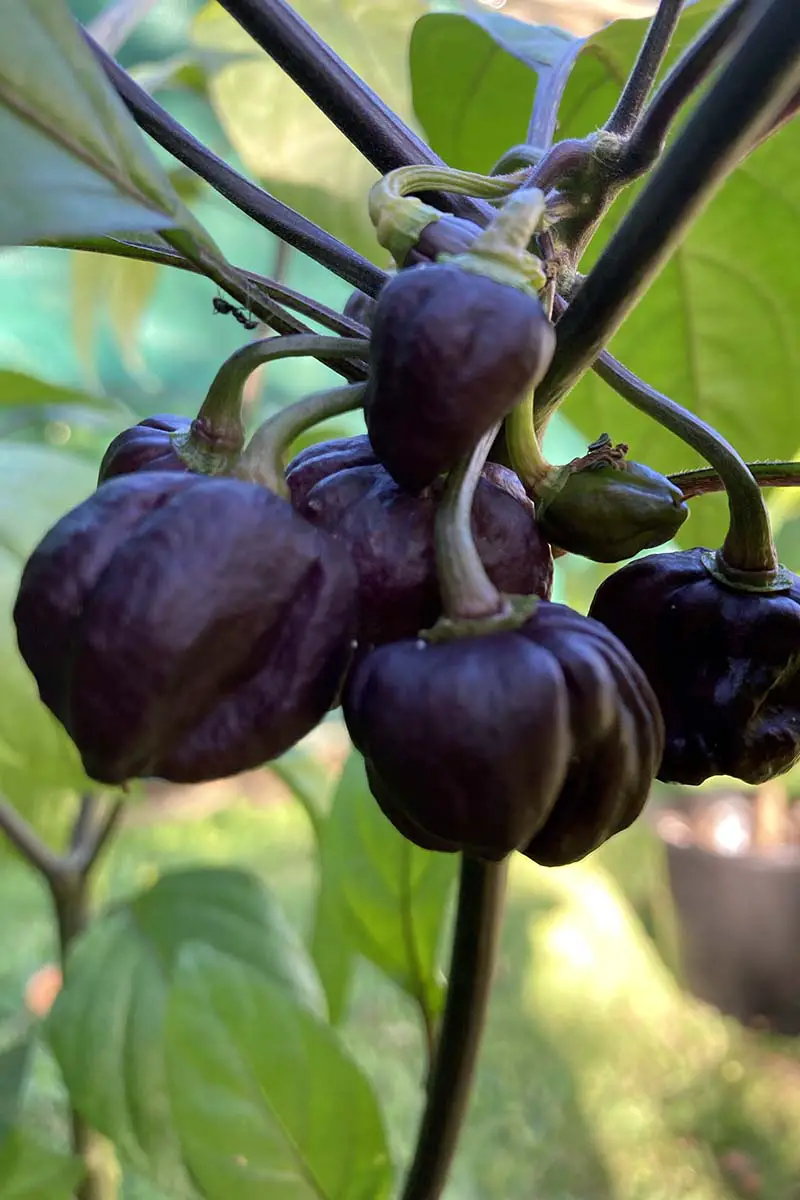 Un primer plano de los chiles 'Chocolate Habanero' que crecen en el jardín.