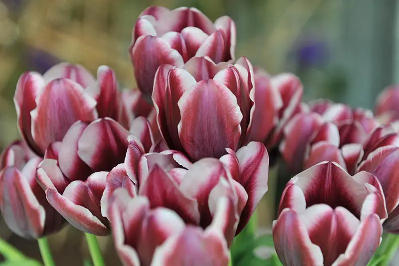 Una imagen horizontal de primer plano de tulipanes Triumph de color marrón oscuro y blanco que crecen en el jardín, representados en un fondo de enfoque suave.