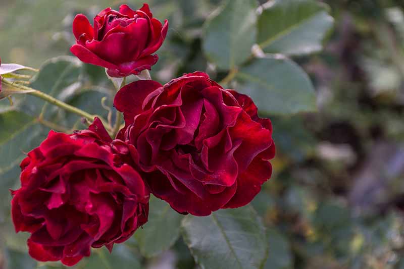 Una imagen horizontal de primer plano de color rojo oscuro 'Dr.  Huey' flores que crecen en el jardín representadas en un fondo de enfoque suave.