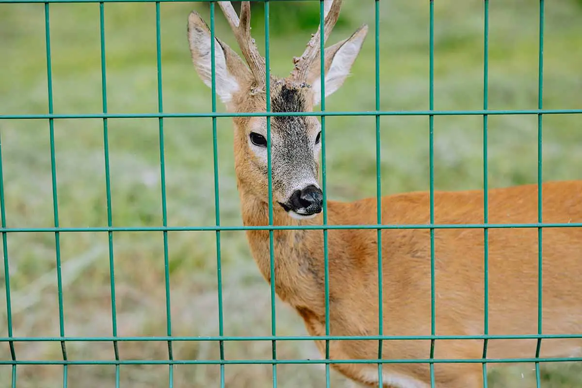 Una imagen horizontal de primer plano de un ciervo detrás de una valla de metal verde.