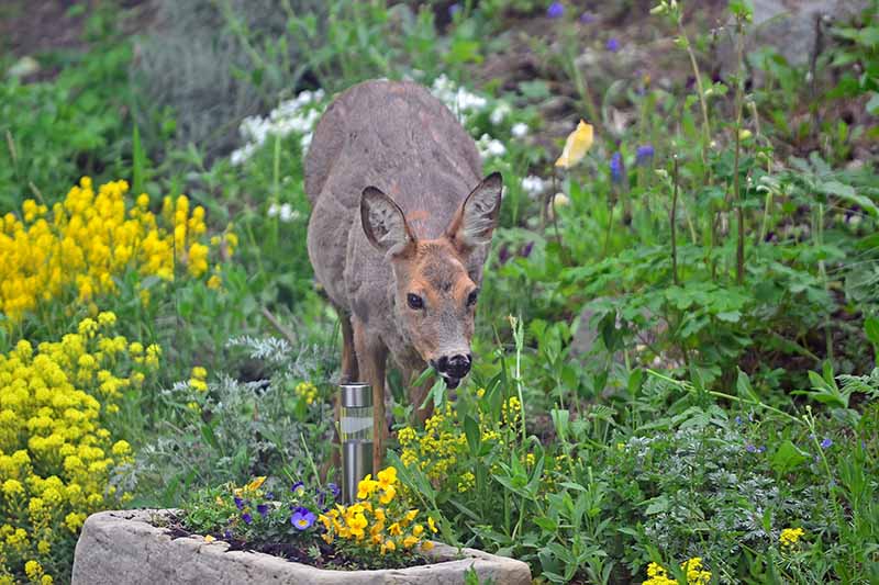 Una imagen horizontal de un ciervo comiendo flores y arbustos en el jardín.