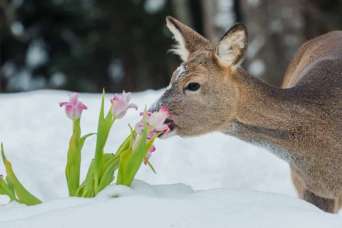 Una imagen horizontal de primer plano de un ciervo en la nieve comiendo flores en el jardín.