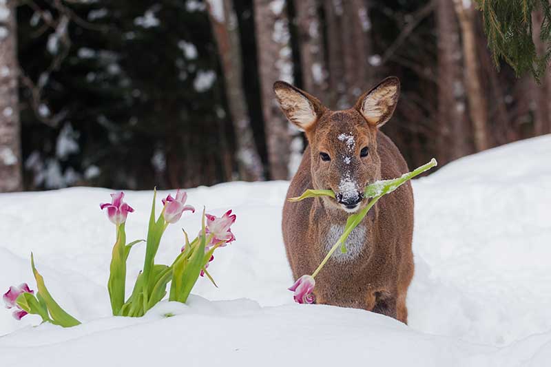 Una imagen horizontal de un ciervo en la nieve comiendo flores de primavera.