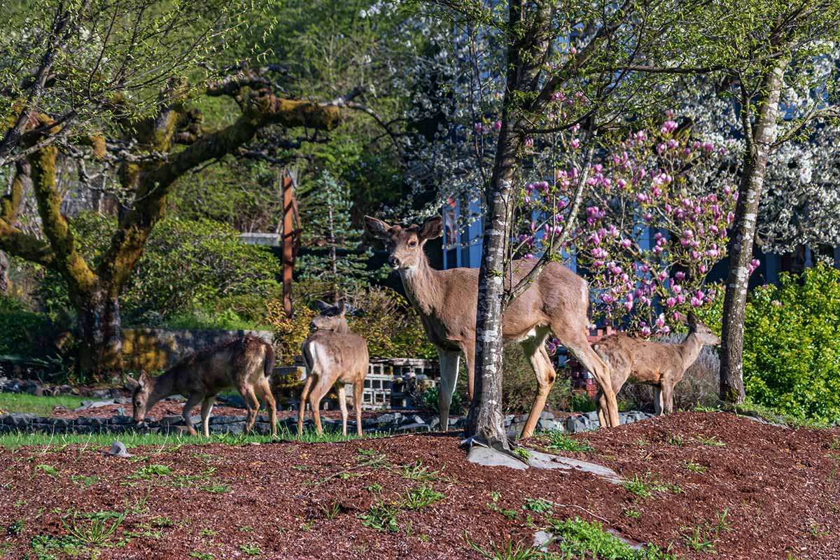 Una imagen horizontal de ciervos en el jardín de la casa entre árboles paisajísticos.
