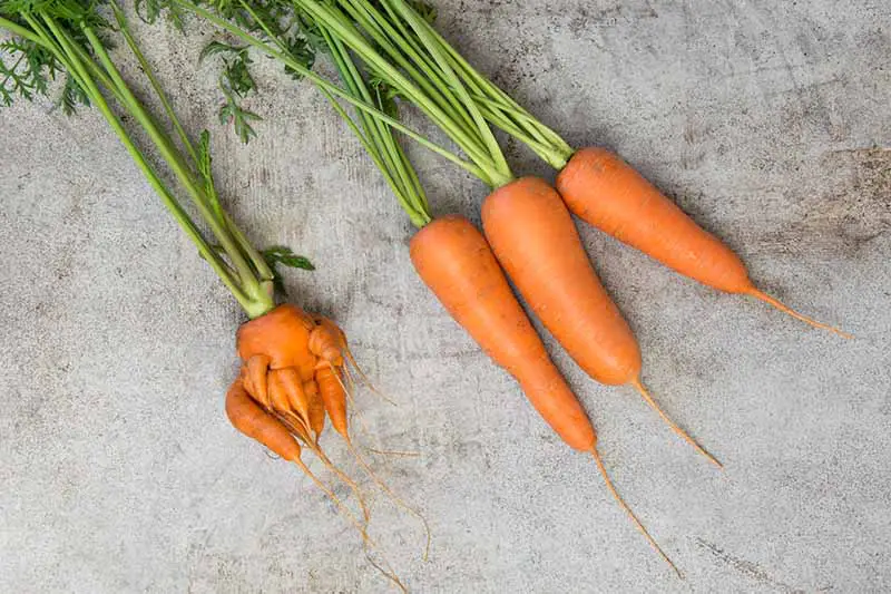 Tres zanahorias cortas y rectas colocadas sobre una superficie gris junto a una pequeña raíz deformada que demuestra la diferencia.