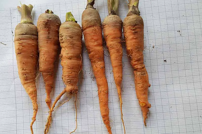 Una colección de zanahorias de diferentes formas y tamaños recién extraídas del suelo con las tapas quitadas colocadas en papel cuadriculado blanco.