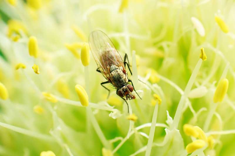 Una imagen horizontal de cerca de una mosca de cebolla (Delia antiqua) en los estambres de una planta.