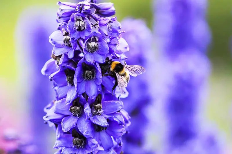 Un primer plano de una flor púrpura brillante con una abeja alimentándose, representada a la luz del sol sobre un fondo de enfoque suave.