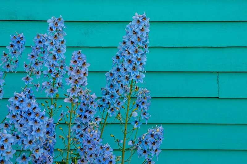 Un primer plano de espuelas de caballero azules brillantes que crecen frente a una casa de madera verde azulado.