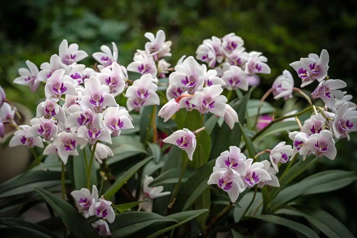 Una imagen horizontal de flores de orquídeas Dendrobium en delicados colores púrpura, rosa y blanco que crecen al aire libre, representadas en un fondo de enfoque suave.