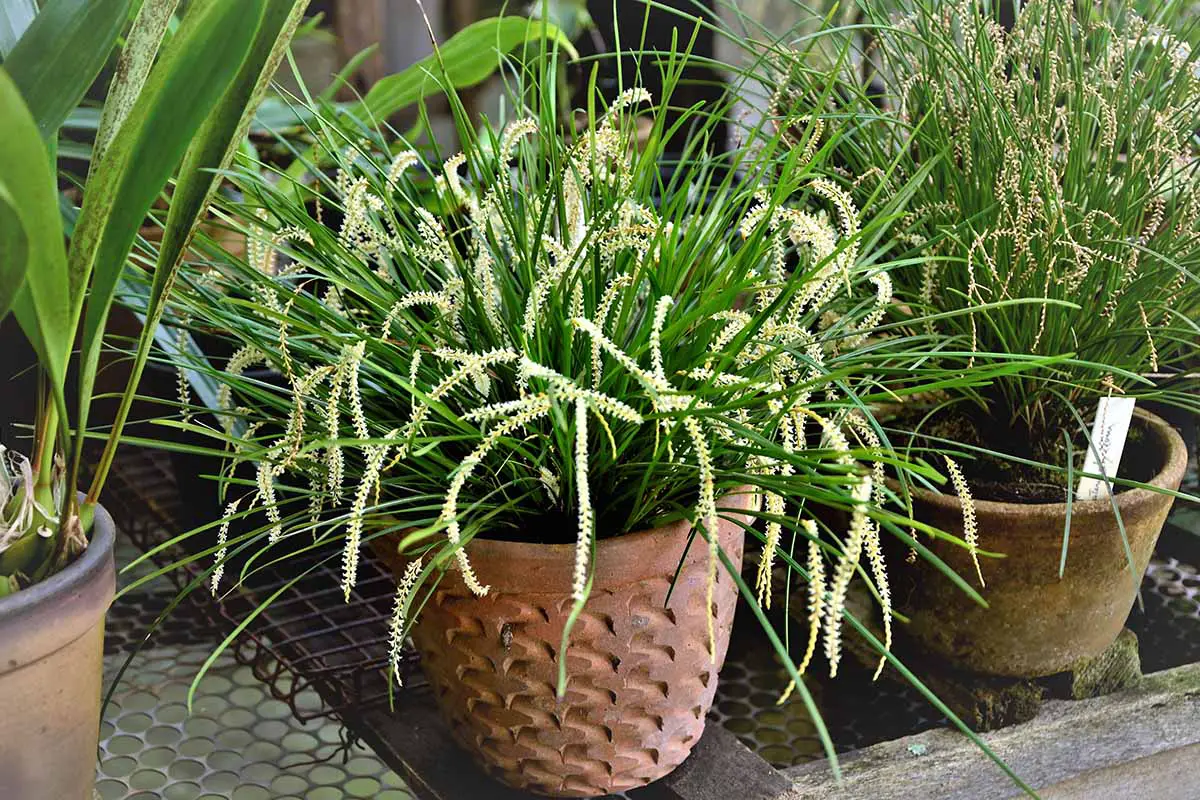 Una imagen horizontal de primer plano de las orquídeas Dendrochilum tenellum que crecen en macetas de terracota.
