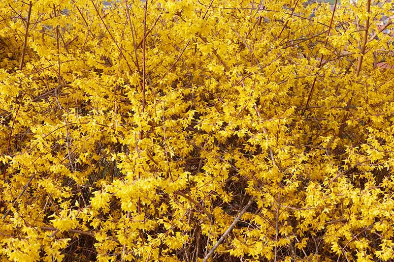 Una imagen horizontal de primer plano de las flores amarillas brillantes de un arbusto floreciente en el jardín de primavera.