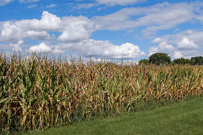 Una imagen horizontal de un campo de maíz dentado con cielo azul y nubes en el fondo.