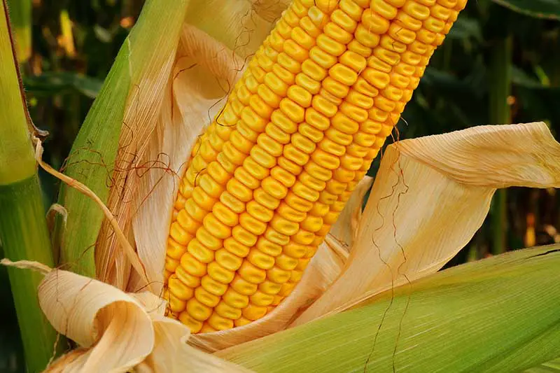 Una imagen horizontal de cerca de una mazorca de maíz dentado que crece en el jardín.