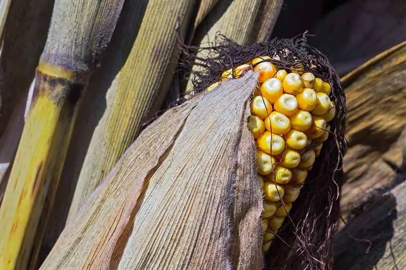 Una imagen horizontal de primer plano de maíz de campo amarillo o maíz dentado con seda seca, cáscara y tallos en el fondo.
